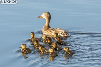 Canard colvert
