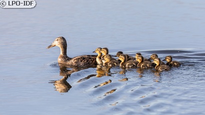 Canard colvert