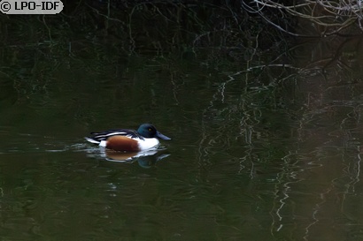 Canard souchet