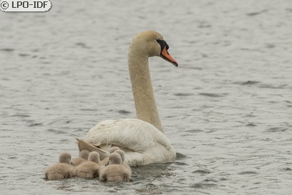 Cygne tuberculé
