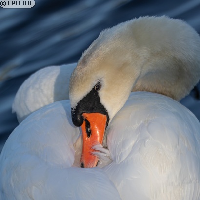 Cygne tuberculé