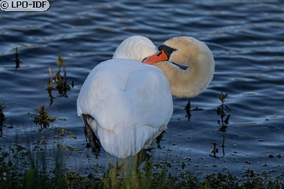 Cygne tuberculé