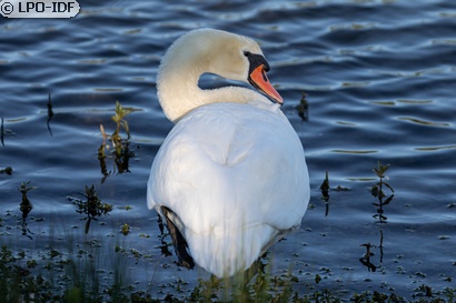 Cygne tuberculé
