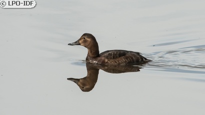 Fuligule milouin
