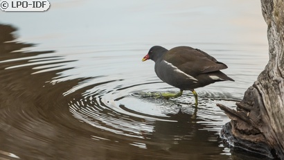 Gallinule poule-d'eau