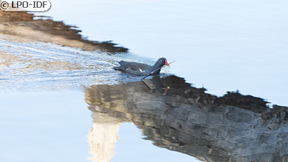 Gallinule poule-d'eau