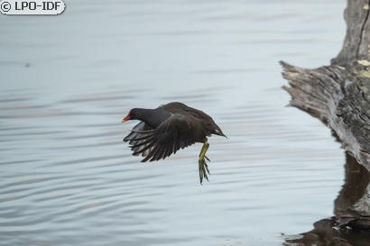 Gallinule poule-d'eau