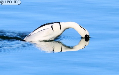 Harle piette