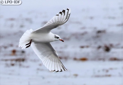 Mouette mélanocéphale