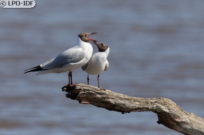 Mouette rieuse