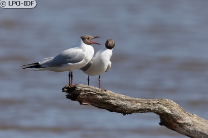 Mouette rieuse