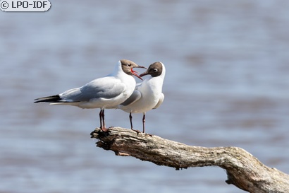 Mouette rieuse