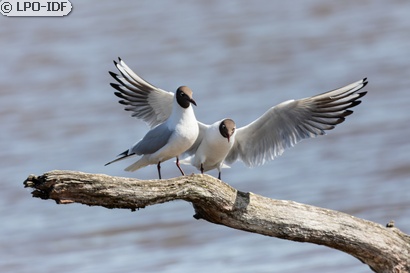 Mouette rieuse