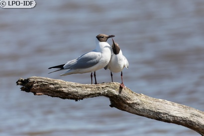 Mouette rieuse