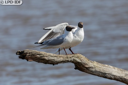 Mouette rieuse