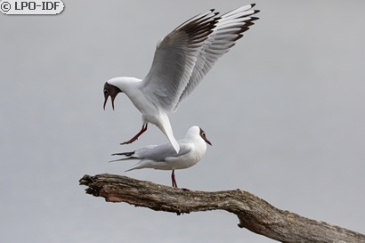 Mouette rieuse