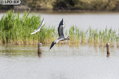 Mouette rieuse