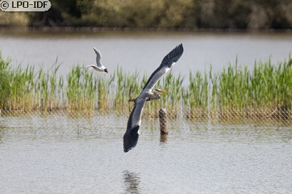 Mouette rieuse