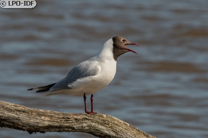 Mouette rieuse