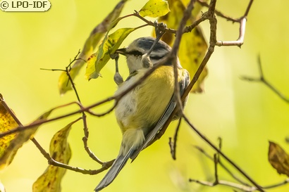 Mésange bleue