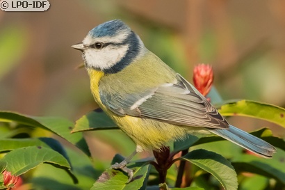 Mésange bleue