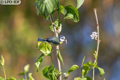 Mésange bleue
