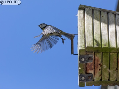 Mésange bleue