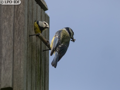 Mésange bleue