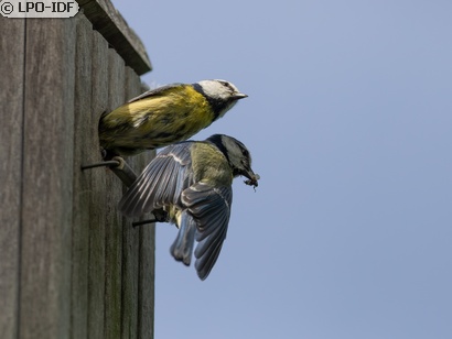Mésange bleue