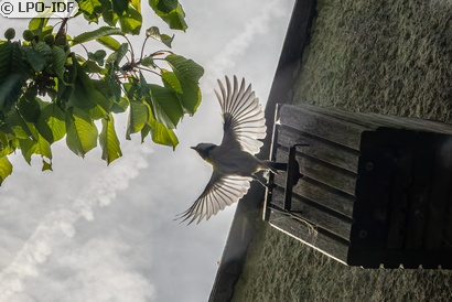 Mésange bleue