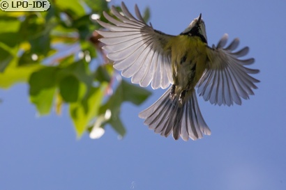 Mésange bleue