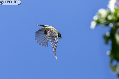 Mésange bleue
