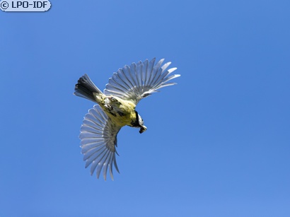 Mésange bleue