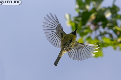 Mésange bleue
