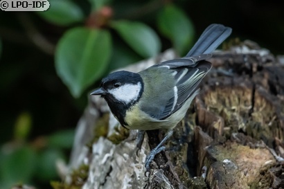 Mésange charbonnière