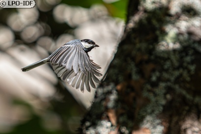 Mésange charbonnière