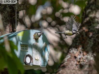 Mésange charbonnière