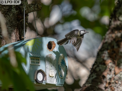 Mésange charbonnière