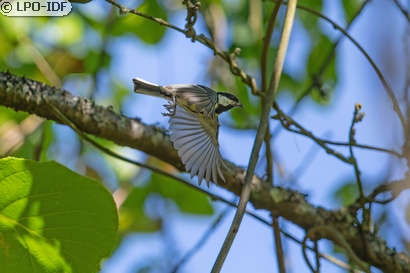 Mésange charbonnière