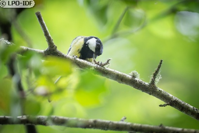 Mésange charbonnière