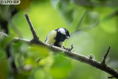 Mésange charbonnière