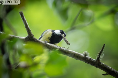 Mésange charbonnière