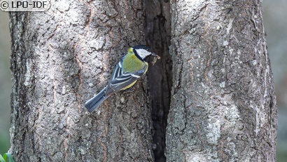 Mésange charbonnière