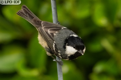 Mésange noire