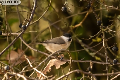 Mésange nonnette