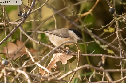 Mésange nonnette