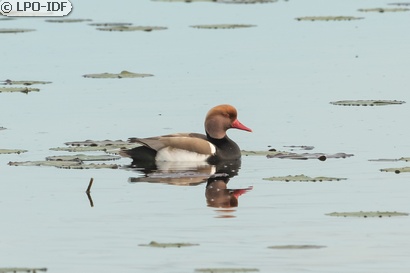 Nette rousse