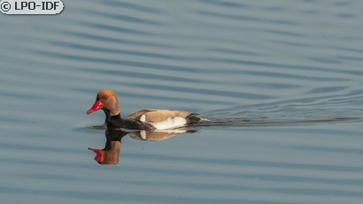 Nette rousse