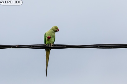 Perruche à collier
