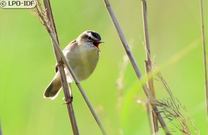 Phragmite des joncs